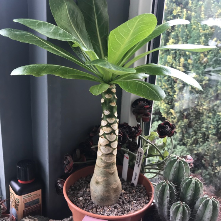 Plant image Brighamia insignis