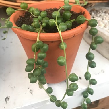 String of Pearls