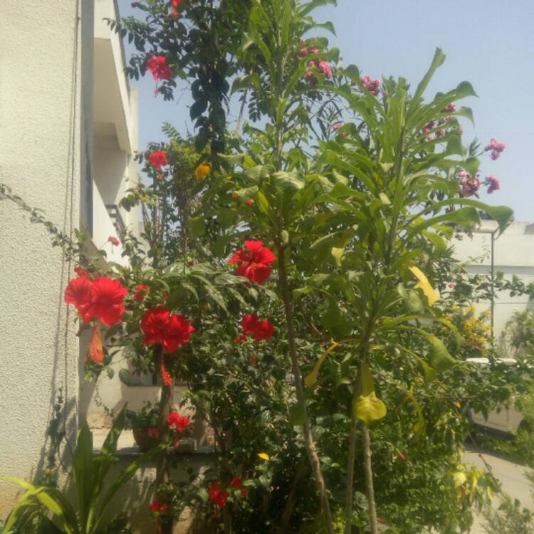 Plant image Hibiscus lunariifolius