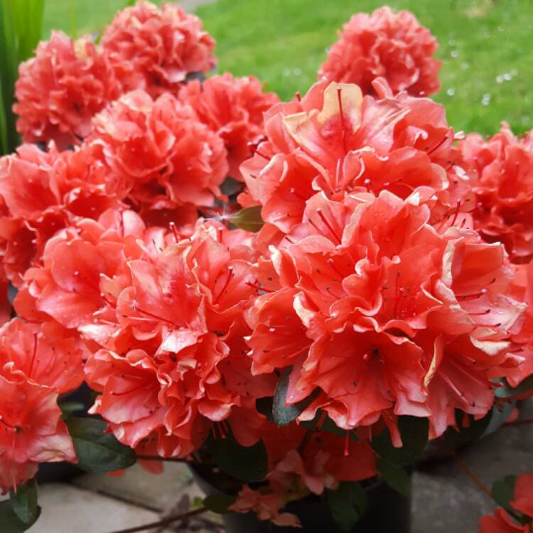 Plant image Rhododendron japonica 'Amoena'