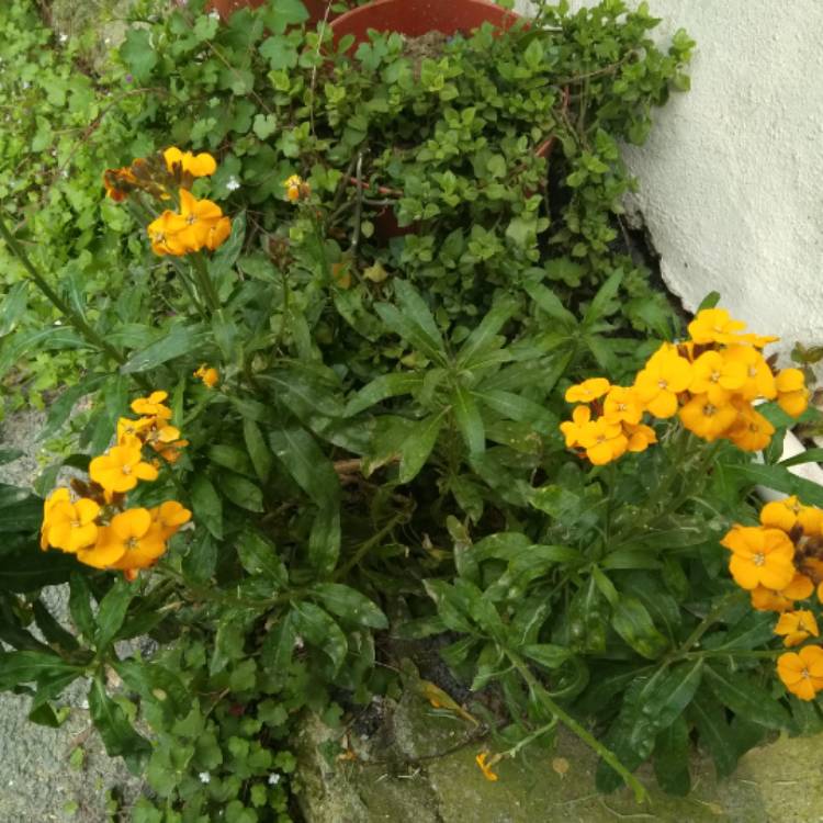 Plant image Erysimum cheiri