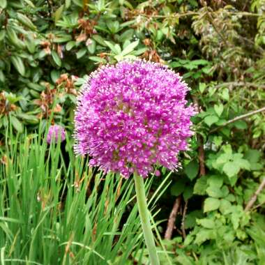 Allium