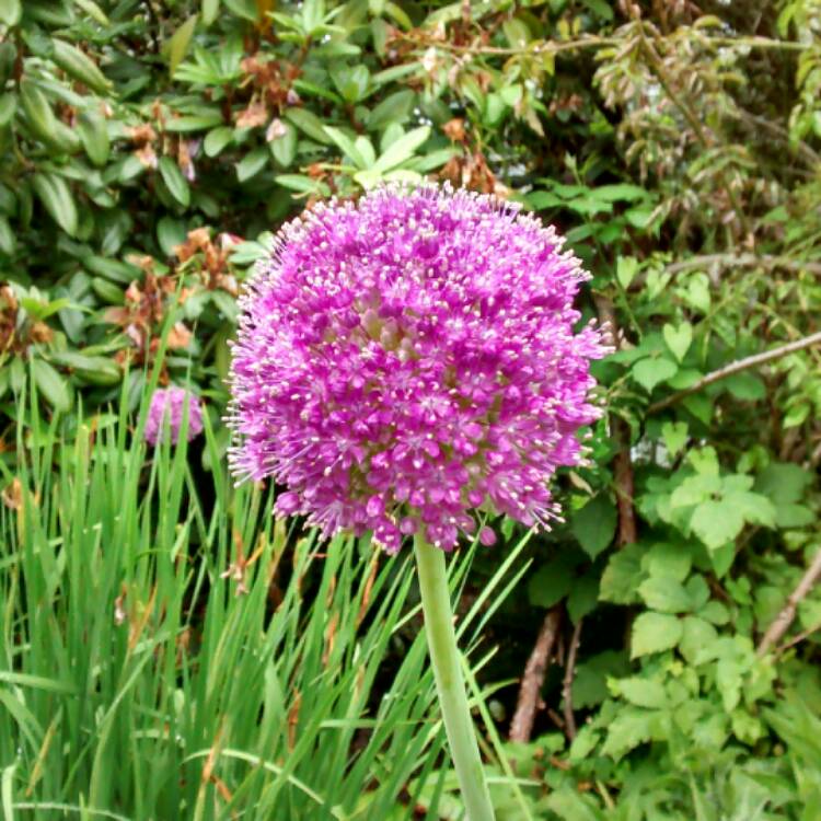 plant image 455035