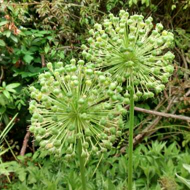 Allium