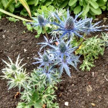 Sea Holly