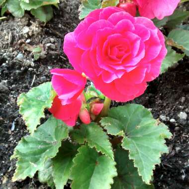 Tuberous Begonia