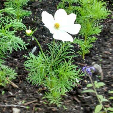 Cosmea