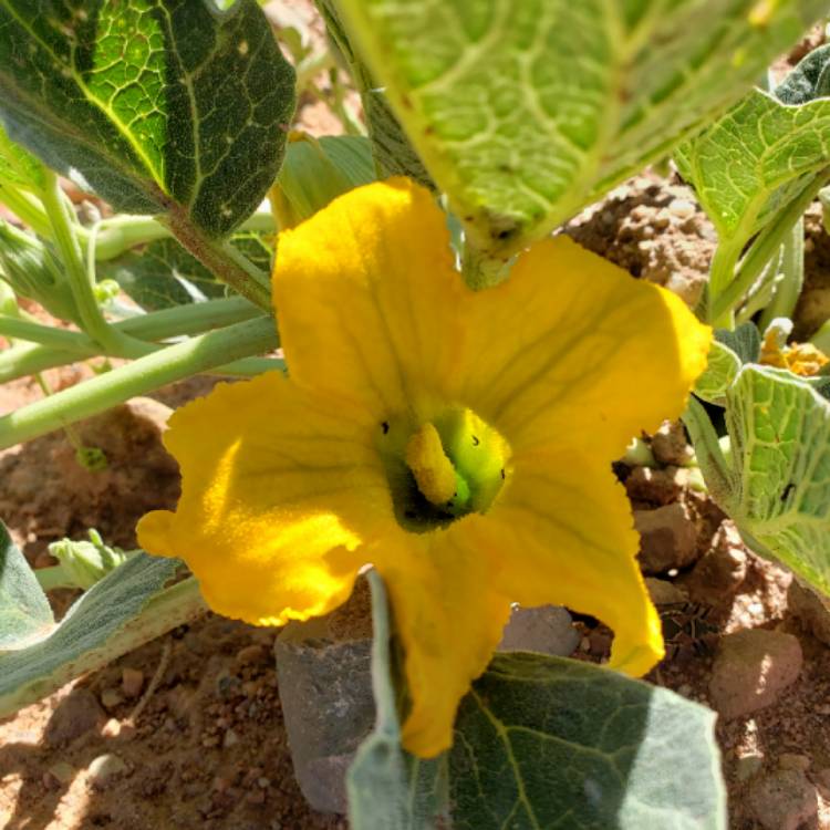 Plant image Cucurbita pepo var. cylindrica 'Tricolour'