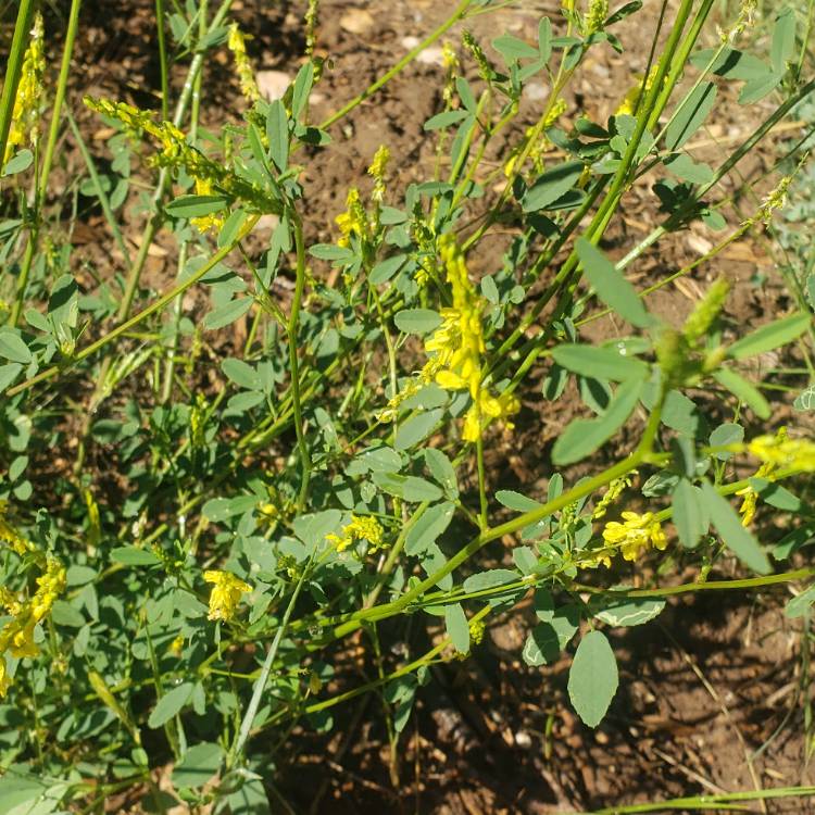 Plant image Lotus corniculatus