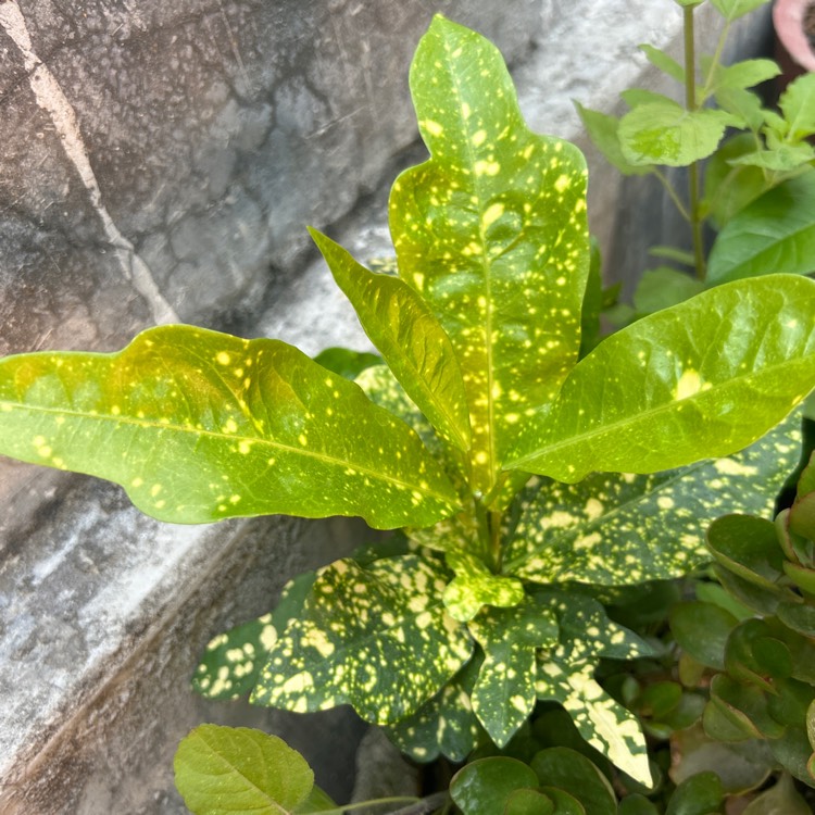 Plant image Codiaeum variegatum 'Sloppy Painter'