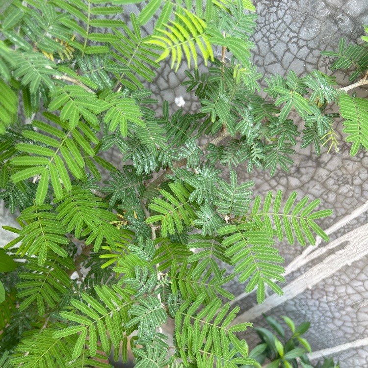 Plant image Prosopis cineraria