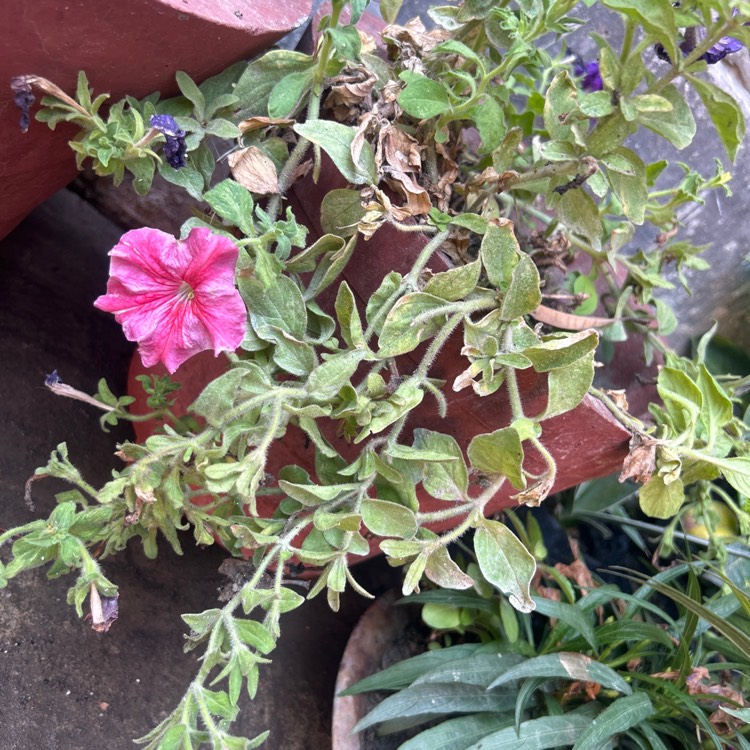 Plant image Petunia 'Kleph17318' syn. Petunia 'Lipstick', Petunia 'Headliner Lipstick'