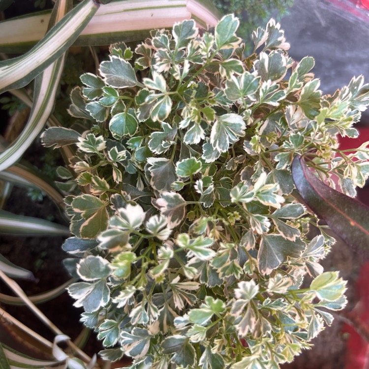 Plant image Hedera helix 'Cavendishii' syn. 'Marginata Minor'