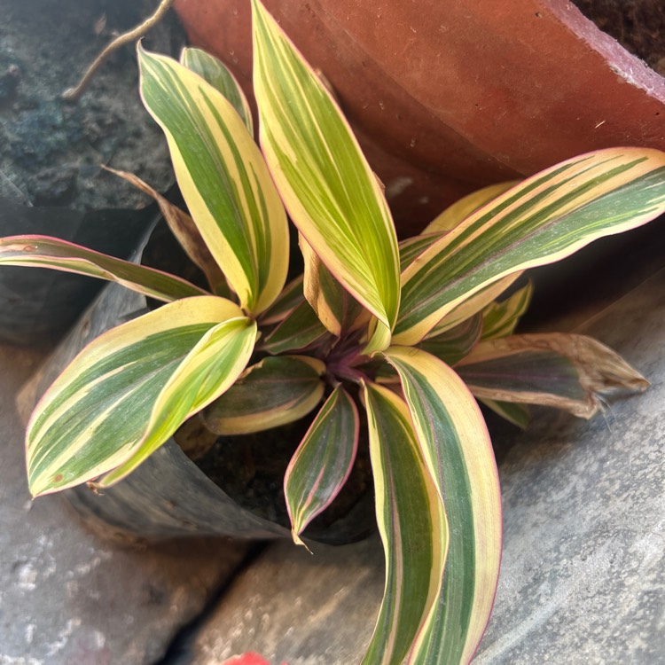 Plant image Cordyline fruticosa 'Chocolate Queen'