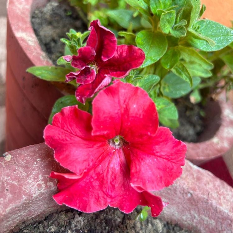 Plant image Petunia Exserta