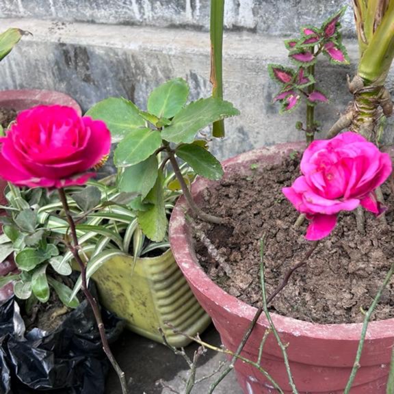 Plant image Rosa 'Bucbi' syn. Rosa 'Carefree Beauty', Rosa 'Audace', Rosa 'Katy Road Pink'