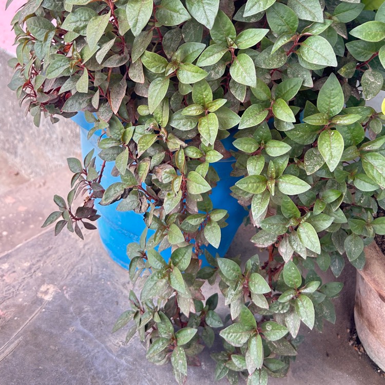 Plant image Alternanthera 'Little Ruby'