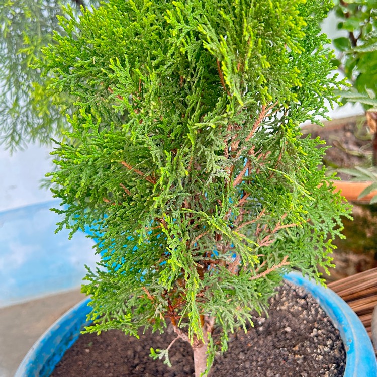 Plant image Thuja occidentalis 'Teddy'