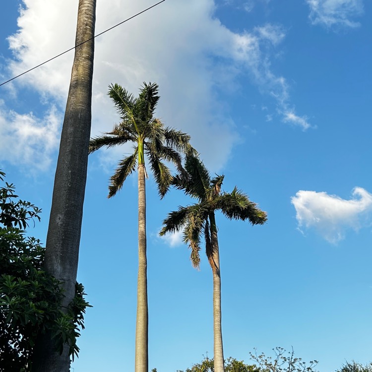 Plant image Roystonea regia