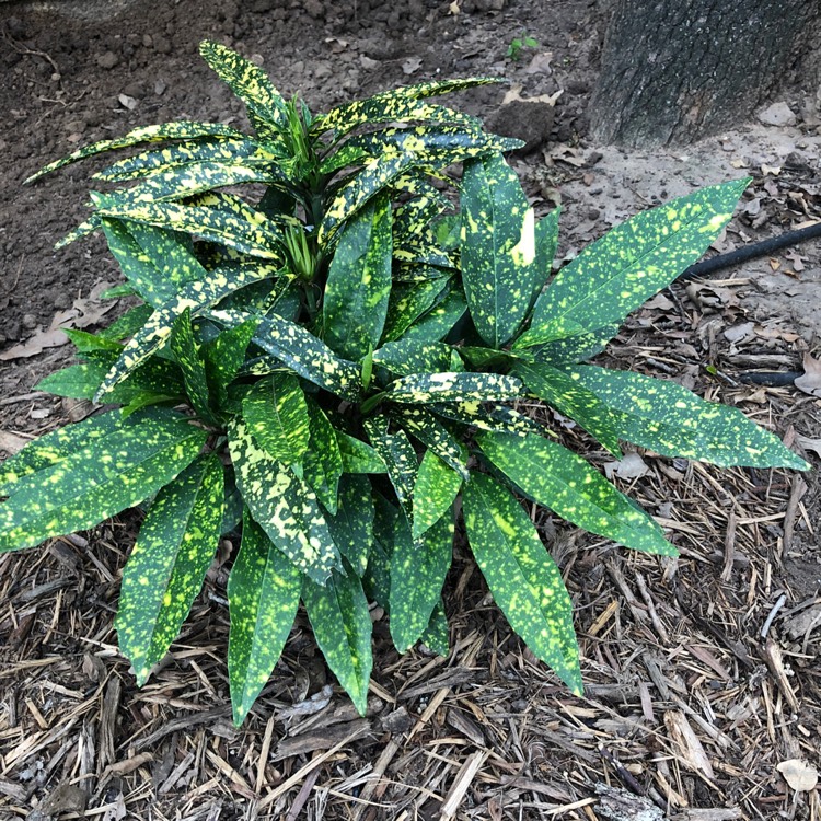 Plant image Aucuba japonica Variegata