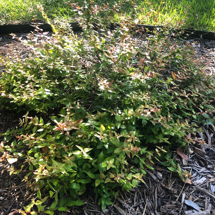 Plant image Linnaea x grandiflora 'Kaleidoscope' syn. Abelia x grandiflora 'Kaleidoscope'