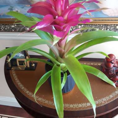 Bromeliad