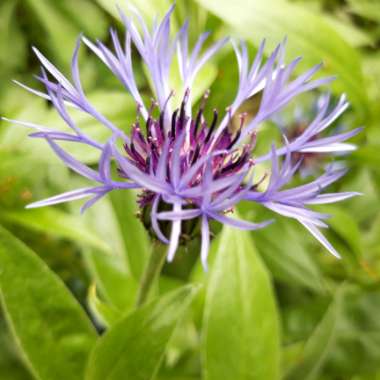 Perennial Cornflower