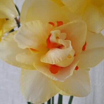 Narcissus 'Tahiti'