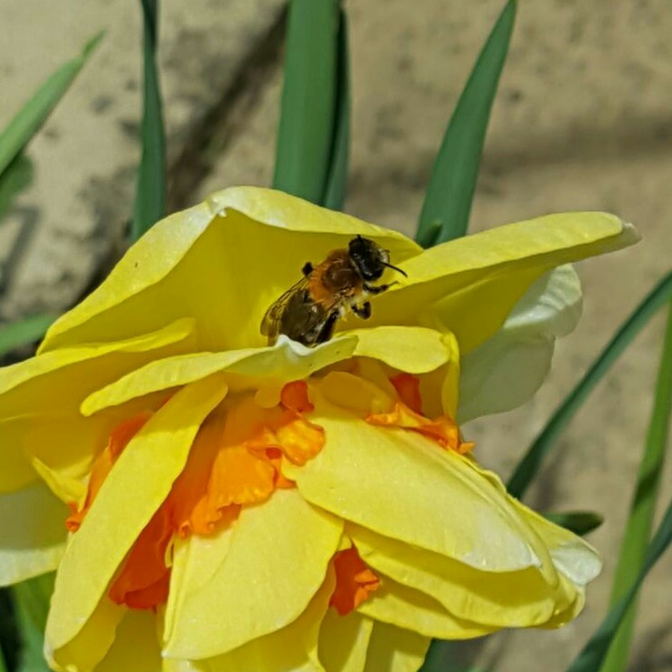 Daffodil 'Tahiti' (Double)