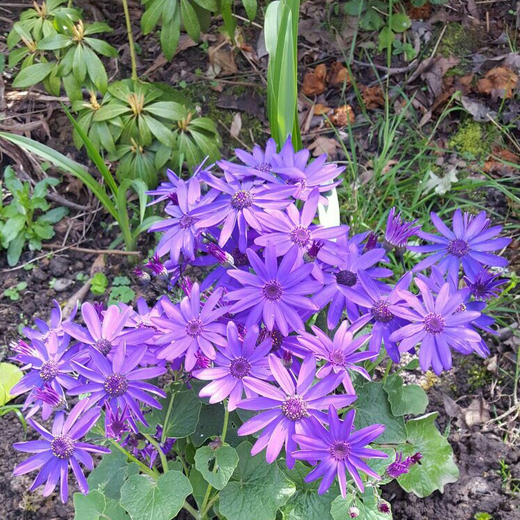 Florist's Cineraria 'Senetti Blue Bicolor'