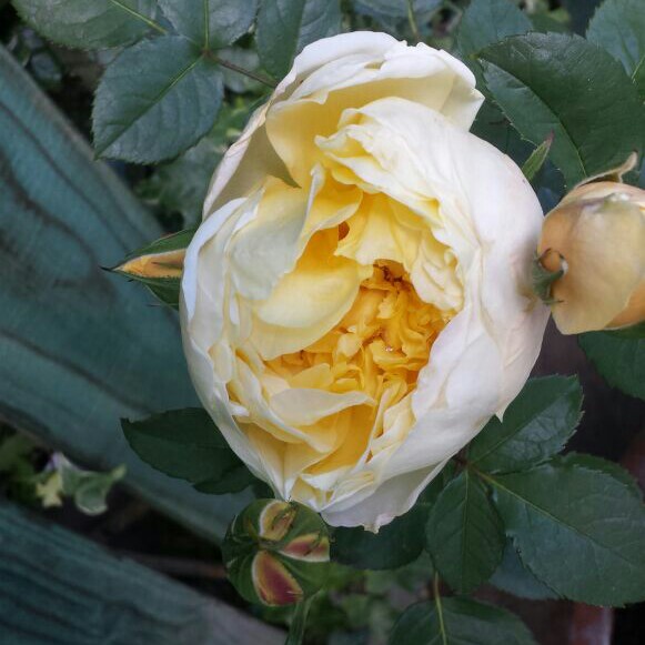 Rose 'Charlotte' (Shrub)