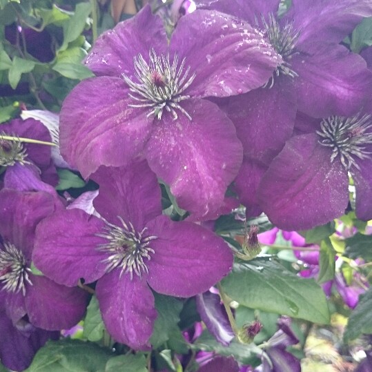 Plant image Clematis viticella 'Dark Eyes'