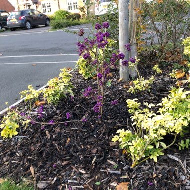 Beautyberry 'Profusion'