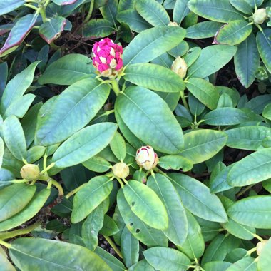 Rhododendron