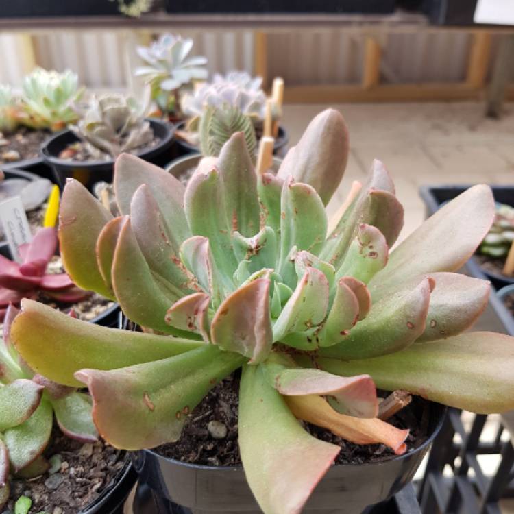 Plant image Echeveria Dark Hawk