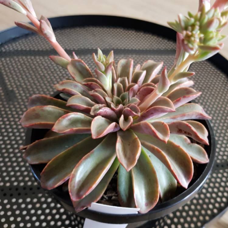 Plant image Echeveria Fantastic Fountain