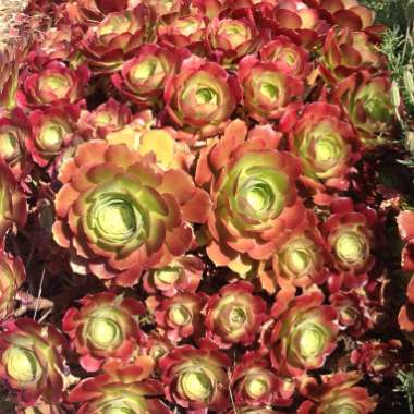 Aeonium Blushing Beauty