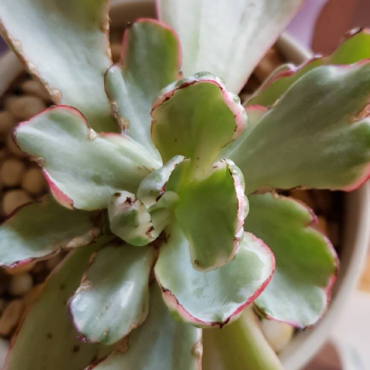 Plant image Echeveria Flying Cloud