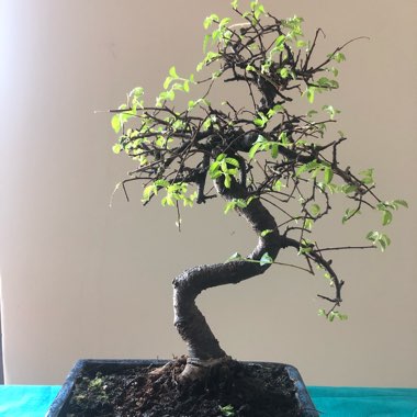 Ulmus parvifolia (Bonsai)