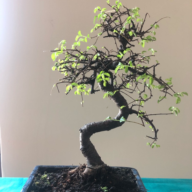 Plant image Ulmus parvifolia (Bonsai)