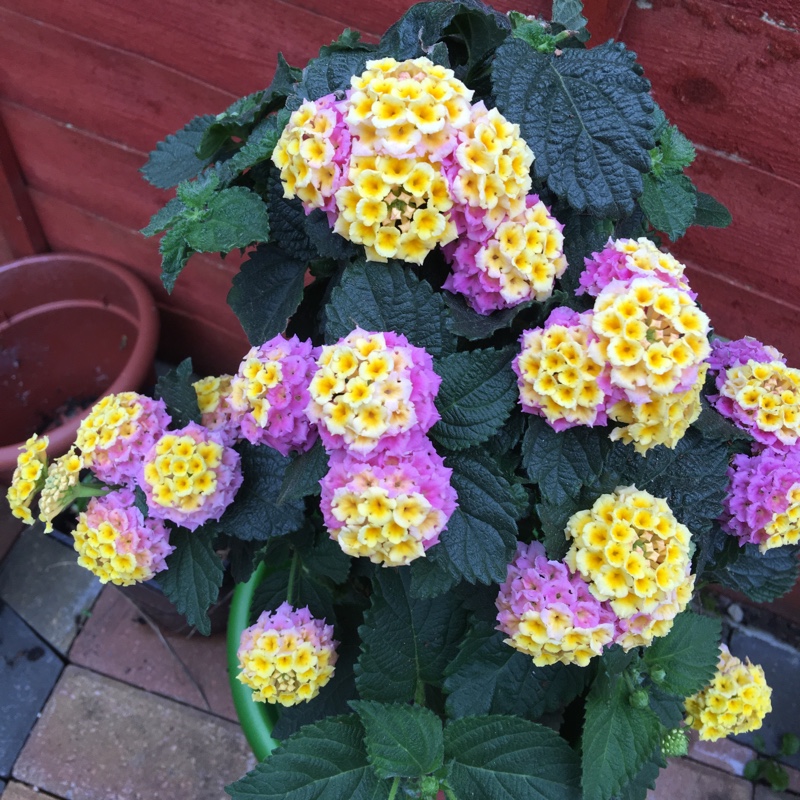 Plant image Lantana Camara 'Bonita'