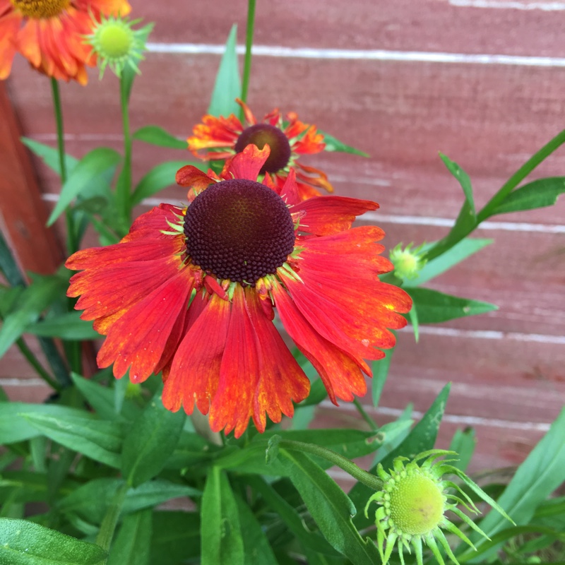 Plant image Helenium 'Moerheim Beauty'