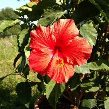 Hibiscus rosa-sinensis