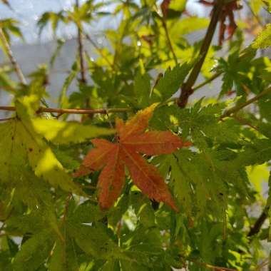 Acer palmatum