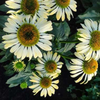 Coneflower 'Mooodz Shiny'