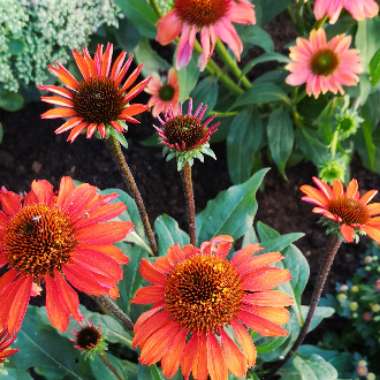 Coneflower 'Sunseekers Orange'