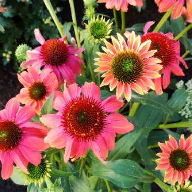 Coneflower 'Mooodz Sympathy'