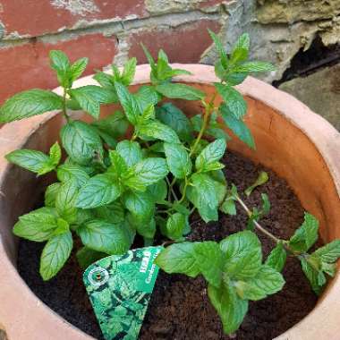 Mentha sachalinensis