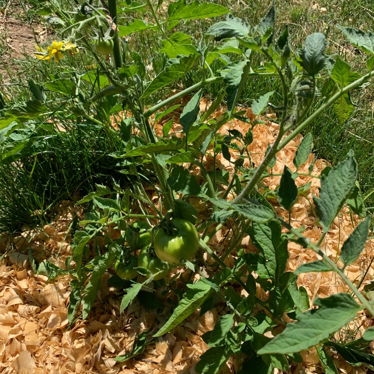 Plant image Solanum lycopersicum 'Early Girl 50 Day F1 Hybrid'