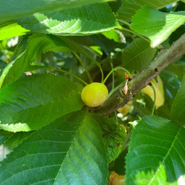 Plant image Prunus avium 'Stella'